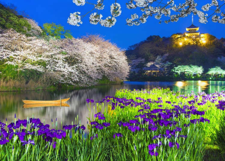 A traditional Japanese Garden with iris plants in full bloom in the foreground