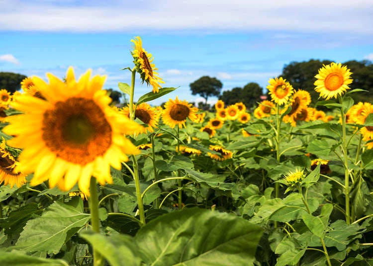 Sunflower field during the Kiyose Sunflower Festival in Tokyo