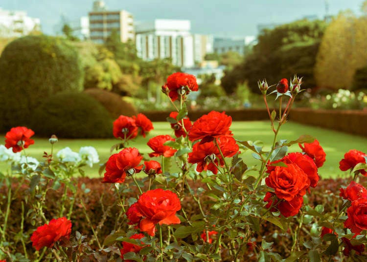 Nature in the city - red roses in Shinjuku Gyoen National Garden