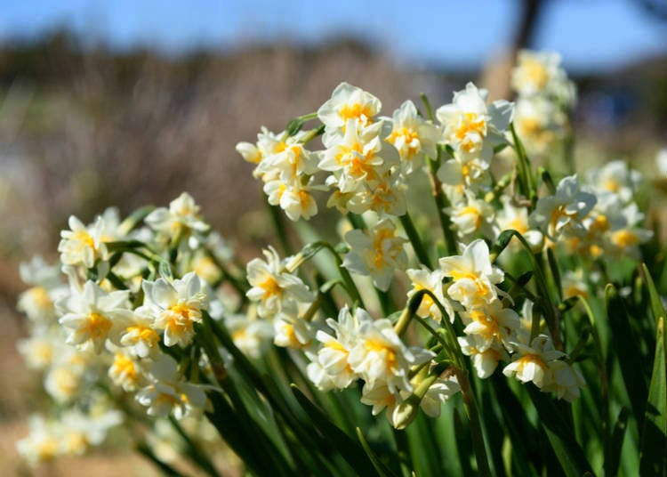 Daffodil flowers blooming in the depths of Japan’s winter