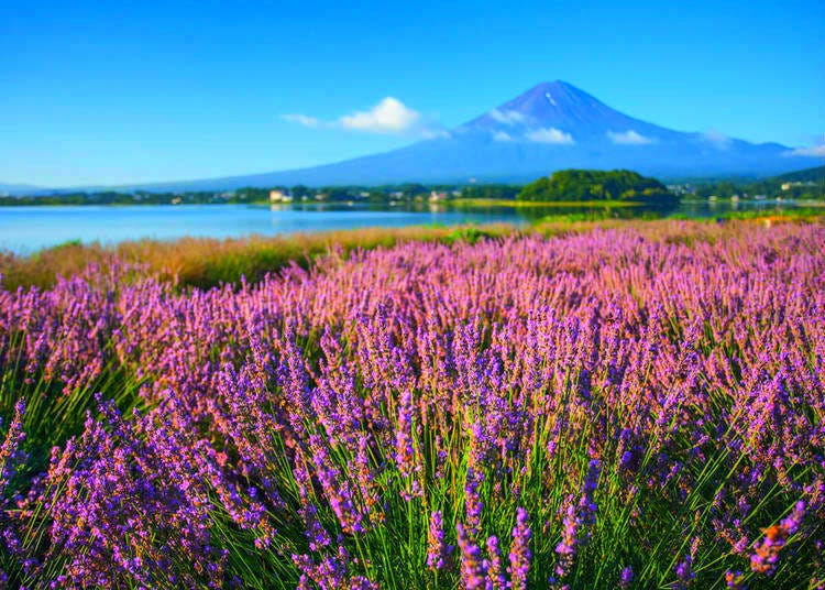 Lavender on the shoreline of Lake Kawaguchiko