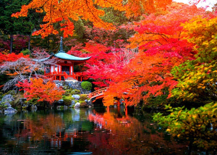 Autumn Foliage (Koyo) - November–December
