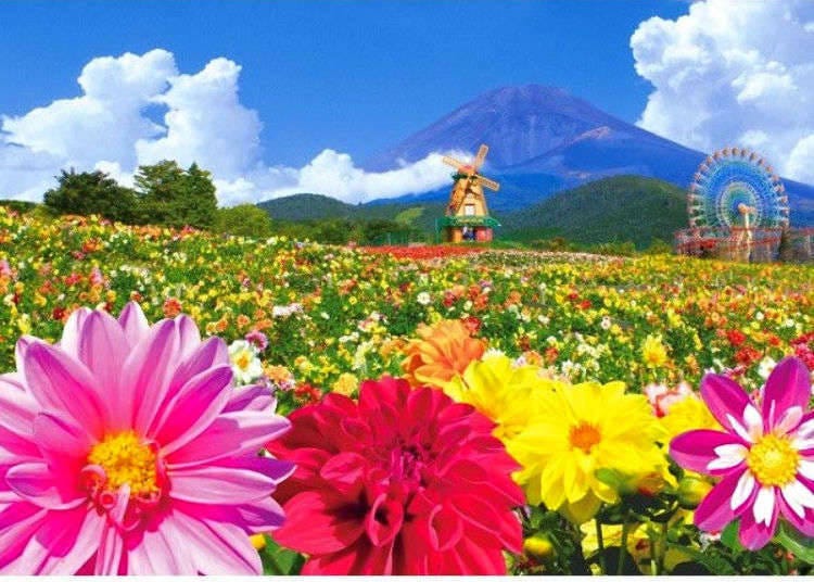 Dahlias near Mount Fuji