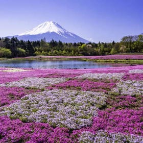 Mt Fuji flower Instagrammable spots Gotemba outlet/hot spring tour