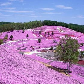 2-day tour of three flower fields in eastern Hokkaido