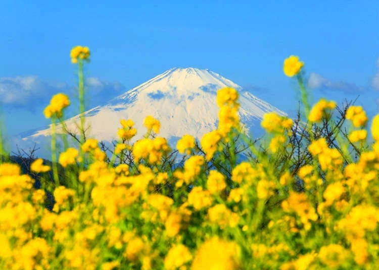 Not quite as tall as Mt. Fuji – a rape blossom field
