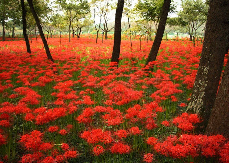 Definitely note spiders! Red Spider Lilies in a Japanese forest