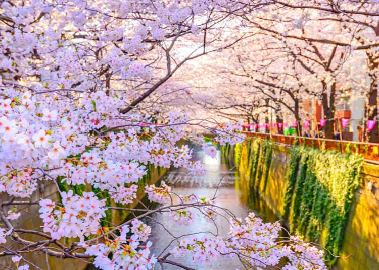 Sakura blossoms along the Meguro River near Nakameguro