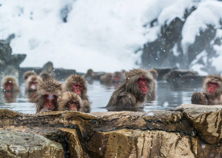 The bathing monkeys in Jigokudani Monkey Park