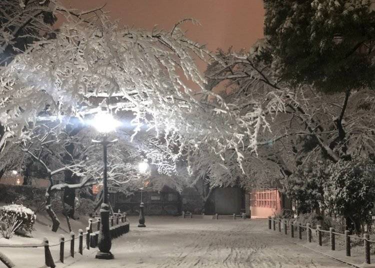 Quiet blankets of snow covering Sumida Park