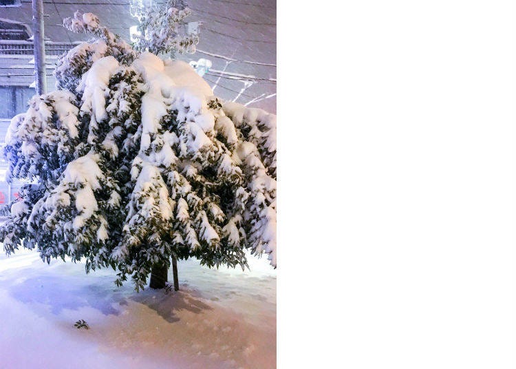 Trees were covered on Tokyo's west side!