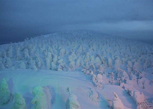 山形藏王 炫麗壯觀的樹冰點燈秀
