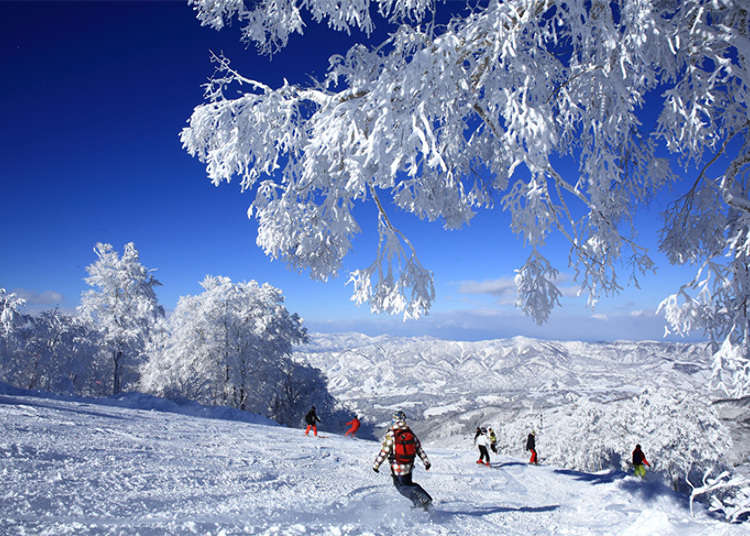 享受激起片片粉雪的暢快！野澤溫泉滑雪場