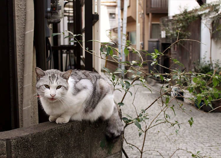 理由九 : 猫迷的寻猫圣地