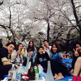 Come to a Cherry Blossom Viewing Picnic in Central Tokyo