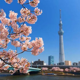 Tokyo Cherry Blossom Cruise with Food & Unlimited Drinks