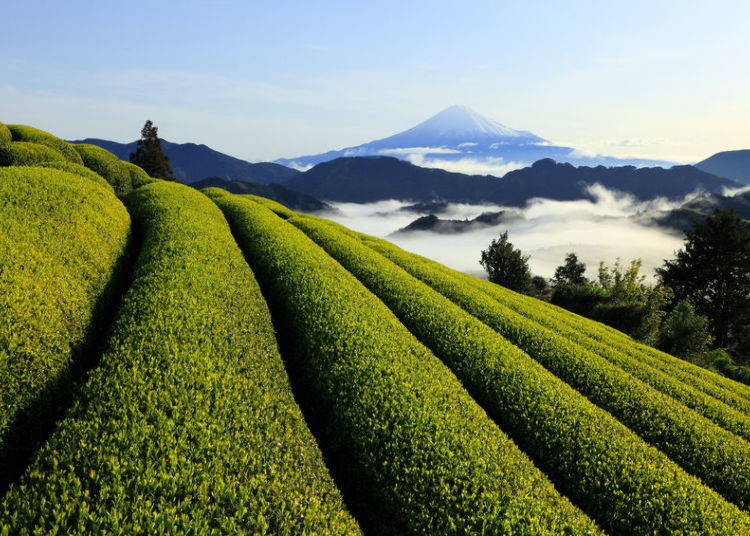 6. Green Tea (Shizuoka)