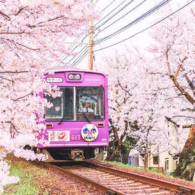 櫻花季限定丨京都鴨川、京都府立植物園、半木之道、嵐電一日遊
▶點擊預約
圖片提供：Klook