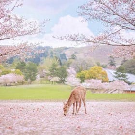 4月櫻花季團 奈良公園&吉野山賞櫻一日遊
▶點擊預約
圖片提供：Klook