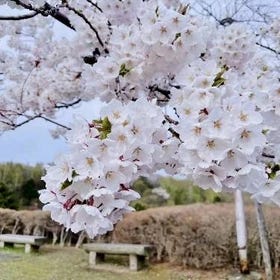 【櫻花限定】北海道小樽浪漫櫻花之旅
▶點擊預約
圖片提供：Klook