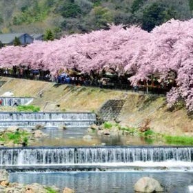 富士山櫻花限定｜雕刻之森美術館&早川堤&箱根神社&龍嚴淵一日遊
▶點擊預約
圖片提供：Klook