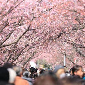 2025東京街頭美食 & 賞櫻體驗（3小時）
▶點擊預約
圖片提供：Klook