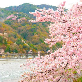京都嵐山賞櫻一日遊｜嵐山&哲學之道&南禪寺&蹴上傾斜鐵道&背割堤｜大阪・京都出發
▶點擊預約
圖片提供：Klook