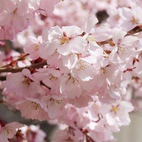 日本長野地獄谷雪猴公園＆賞櫻一日遊
▶點擊預約
圖片提供：Klook