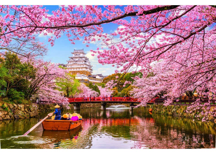 Japanese Cherry Blossom Trees 