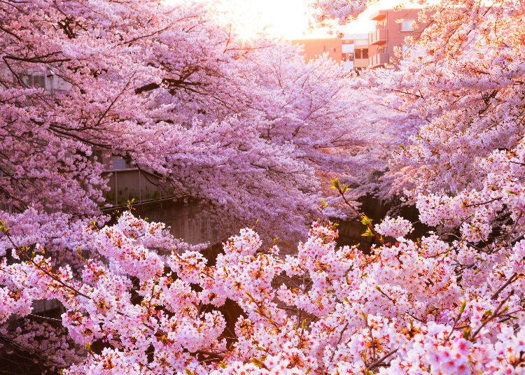 2. What is so special about cherry blossom trees?