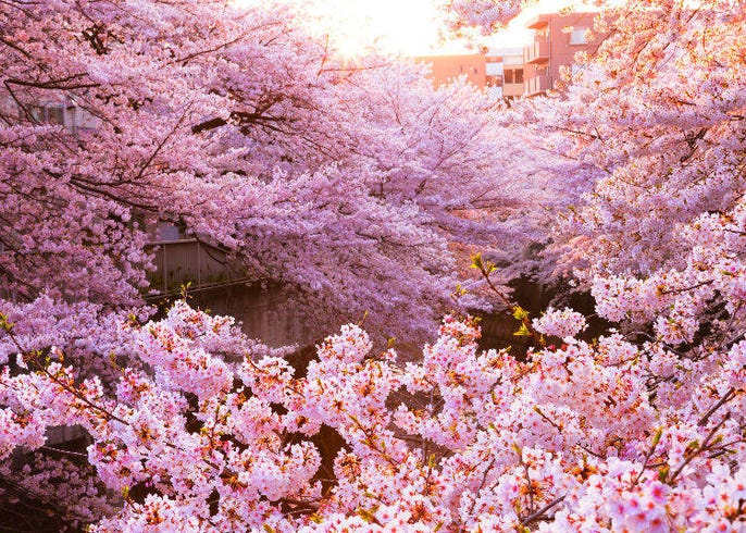 Sakura History - Japan National Tourism Organization
