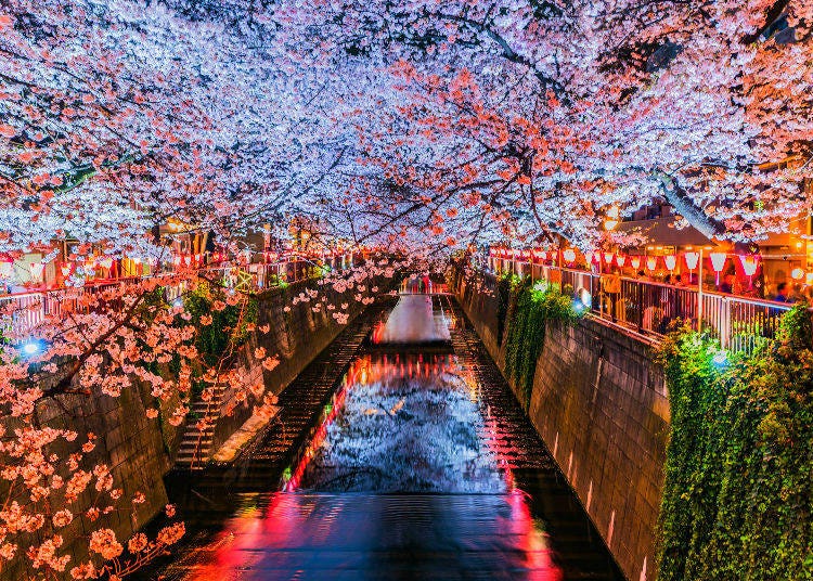 13. Any tips for seeing cherry blossoms at night in Japan?