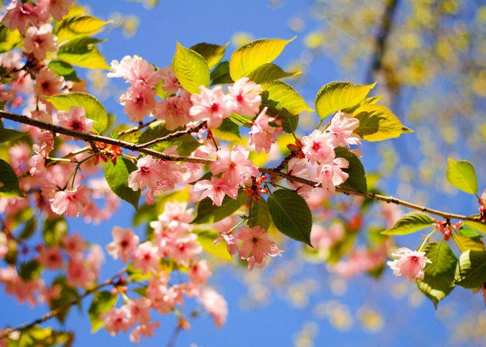japanese cherry blossom leaves