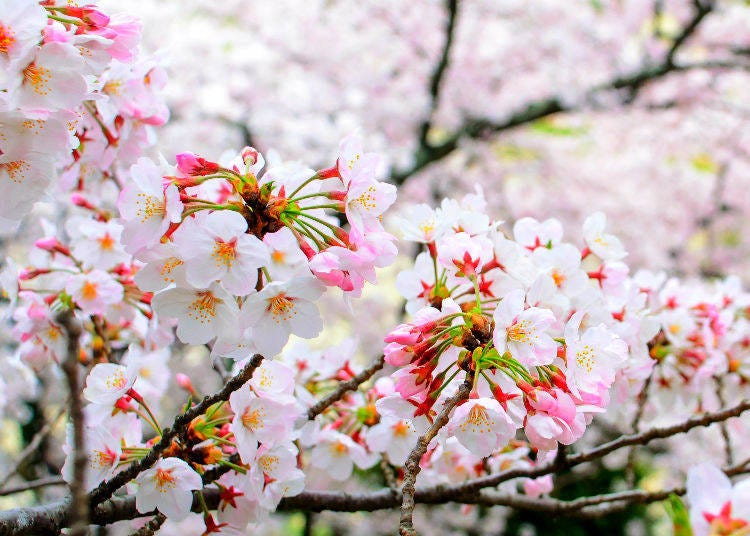 6. What is the significance of cherry blossoms in Japanese culture?