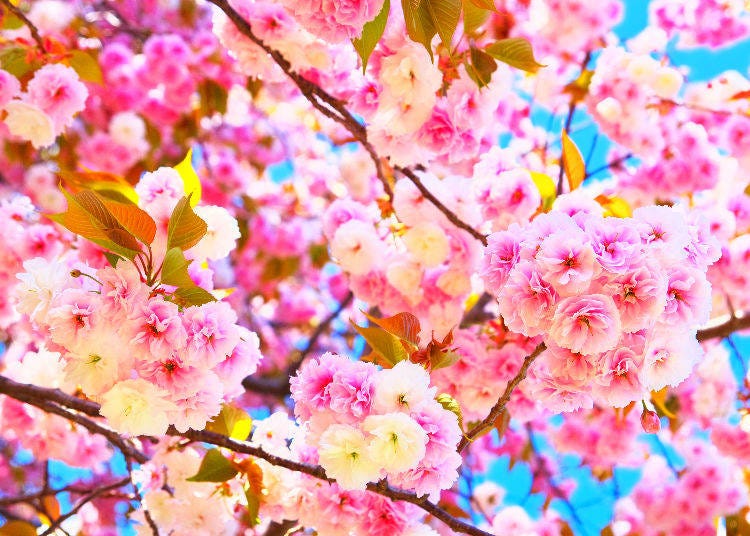 10. When is the best time for cherry blossoms in Japan?