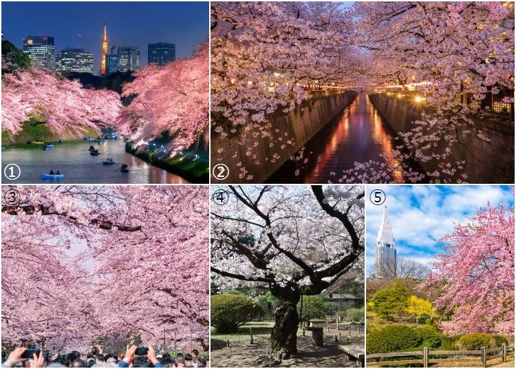 1: Chidorigafuchi Moat / 2: Meguro River / 3: Ueno Park / 4: Rikugien Garden / 5: Shinjuku Gyoen National Garden