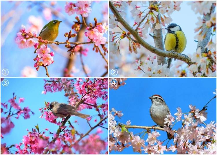 1: Japanese white-eye / 2: Japanese tit / 3: Brown-eared bulbul / 4: Sparrow