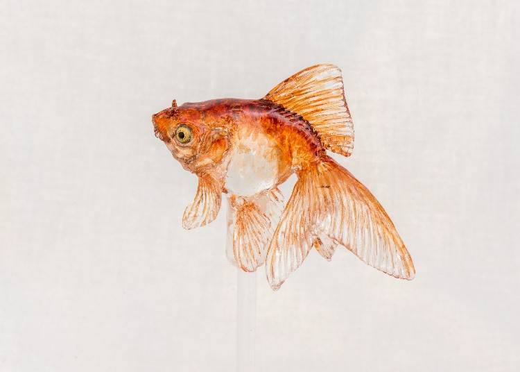 充滿透明感的金魚是其代表作之一。栩栩如生的模樣彷彿正在水中泅泳