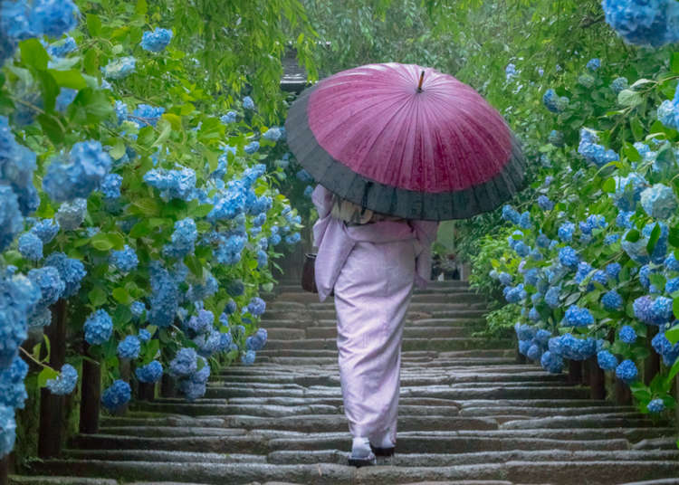 Kamakura’s Famous Hydrangea Temple: Walk Among Flowers in Japan’s Ancient Capital
