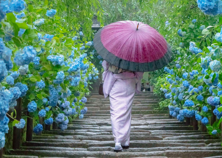 Kamakura’s Famous Hydrangea Temple: Walk Among Flowers in Japan’s Ancient Capital