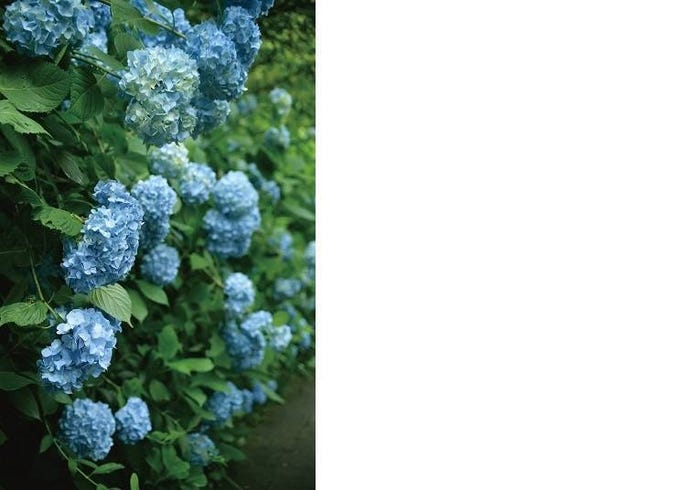 Kamakura S Famous Hydrangea Temple Walk Among Flowers In Japan S Ancient Capital Live Japan Travel Guide