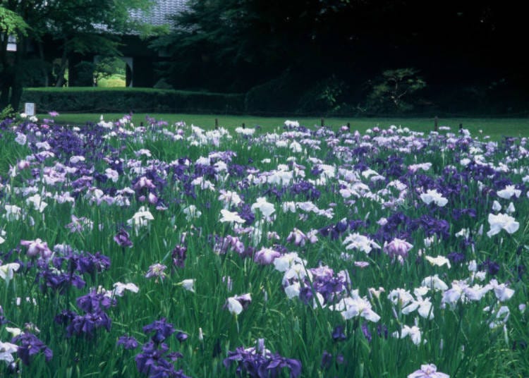 ▲ Early summer brings about 3,000 irises to full bloom.