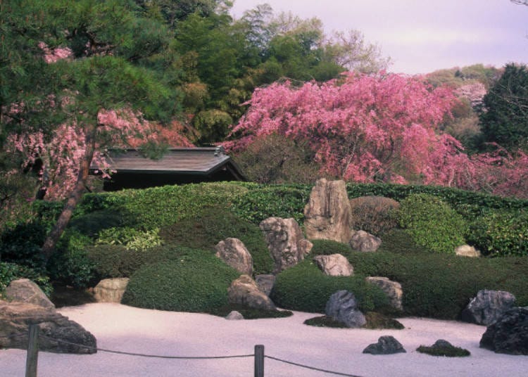 ▲ A Japanese rock garden can be found in front of the Abbot’s Chamber. Late spring decorates it with vivid cherry blossoms.