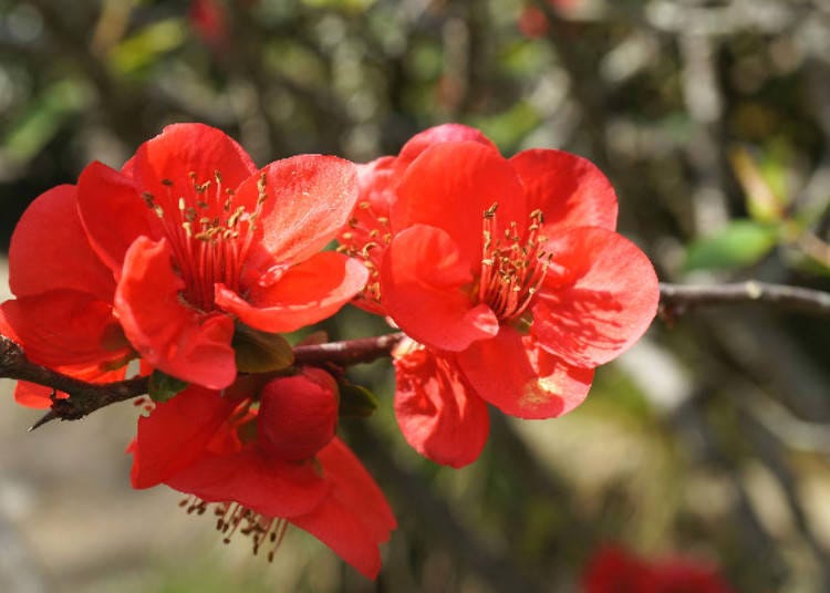▲ The large flowers of the Japanese quince.
