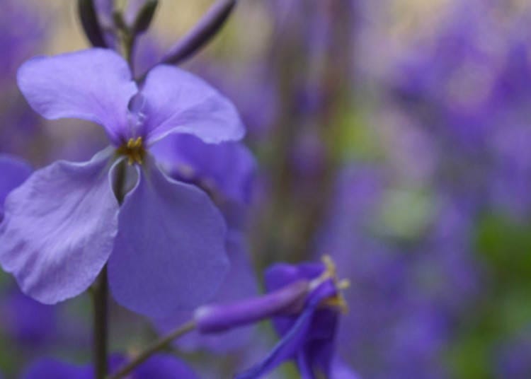 ▲ As the hydrangeas slowly start to sprout, Meigetsu-in is already dyed blue by the Chinese violet cress.