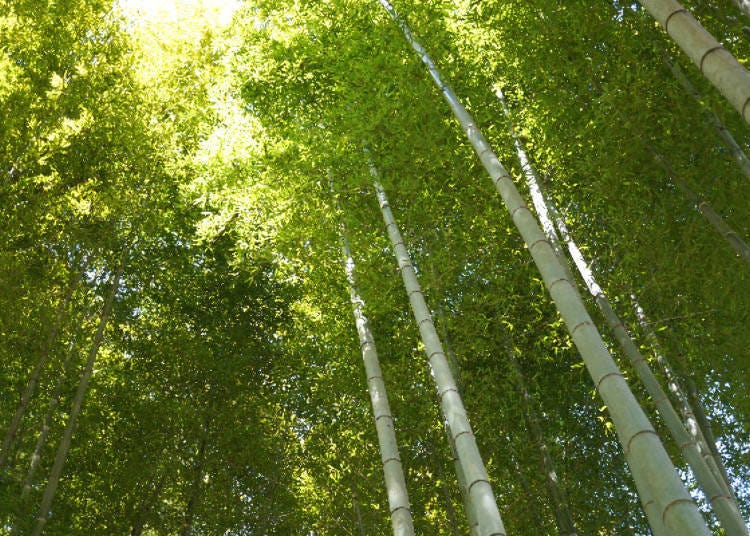 ▲ Meigetsu-in even has its own bamboo forest. A gentle wind blows through the stalks, inviting to take a rest on one of the benches.