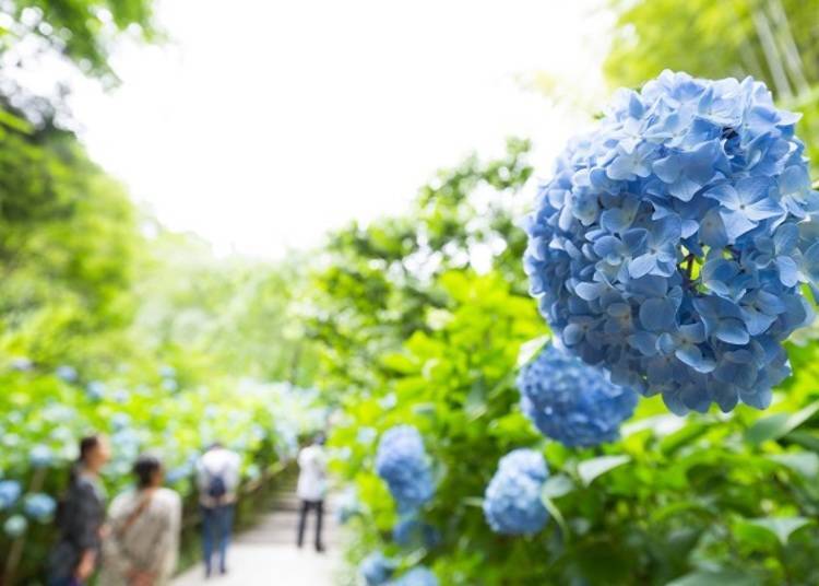 Hydrangeas, Autumn Leaves, and More – Any Season is Worth the Visit