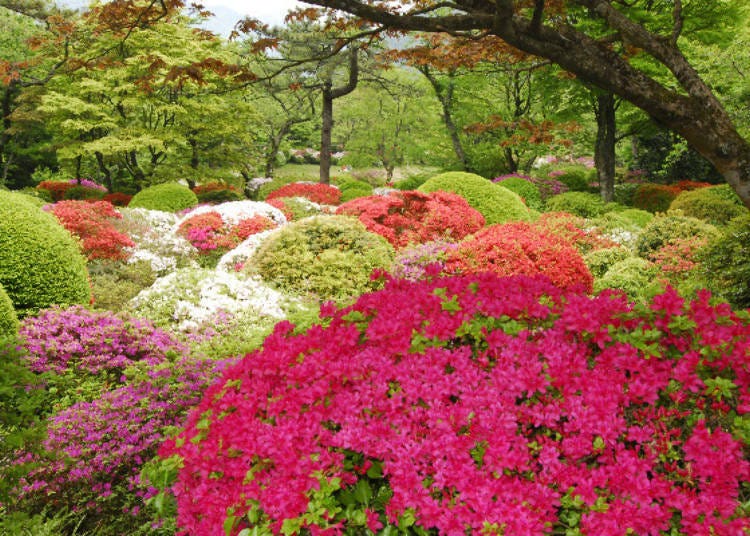 A Museum and Autumn Foliage Spot Right Next to Mikawaya Ryokan