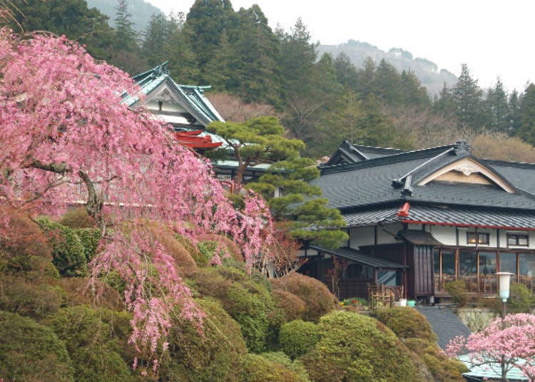 ▲ The weeping cherry trees in spring are of stunning beauty as well.