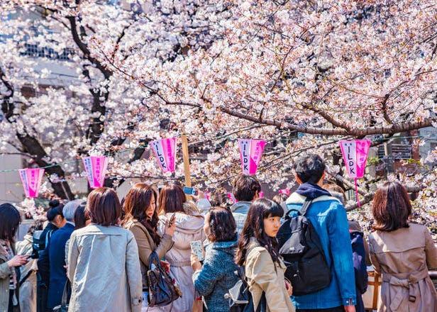 櫻花可以吃嗎？5個關於日本櫻花的有趣疑問為你來解答！